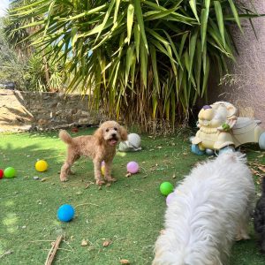 Mini Light Apricot Poodle