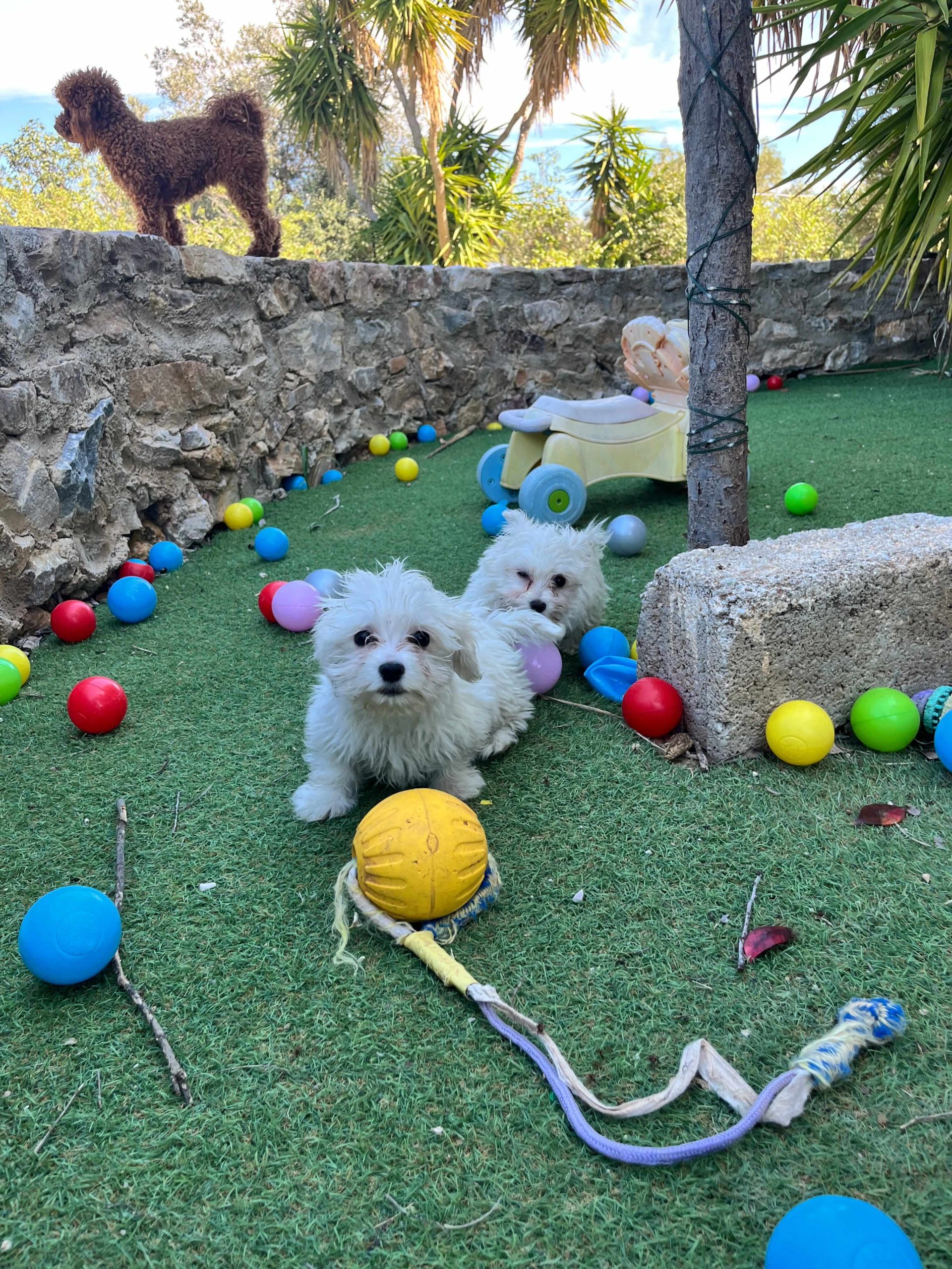 Maltese
