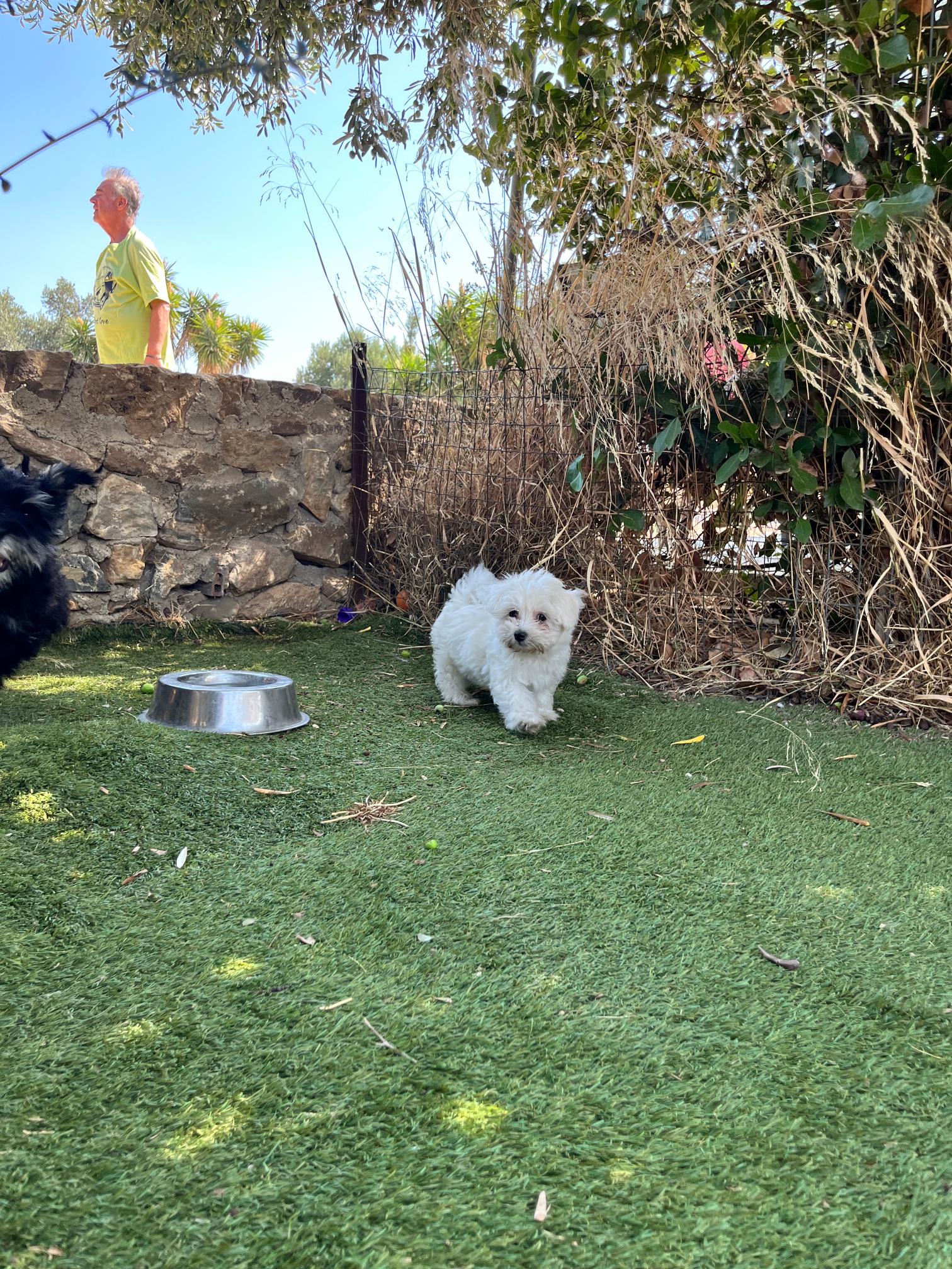 Maltese Αρσενικό