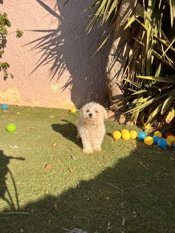Maltese - Image 2