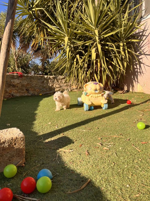 Maltese - Image 3