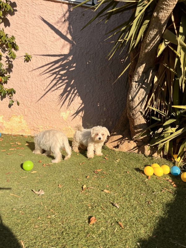 Maltese - Image 4