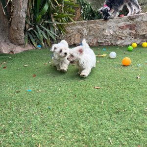 Maltese