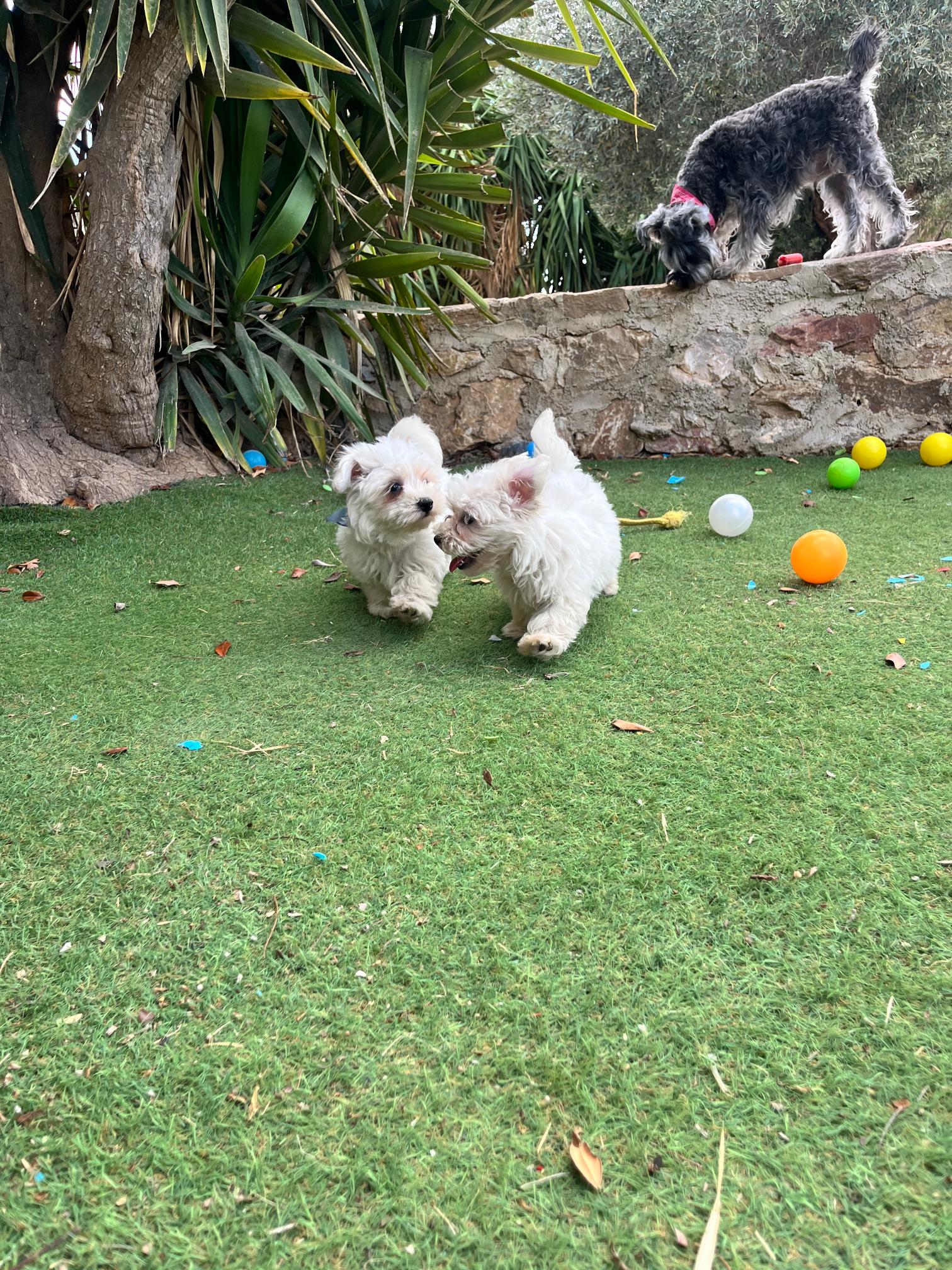 Maltese