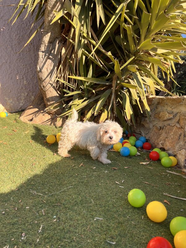 Maltese - Image 7