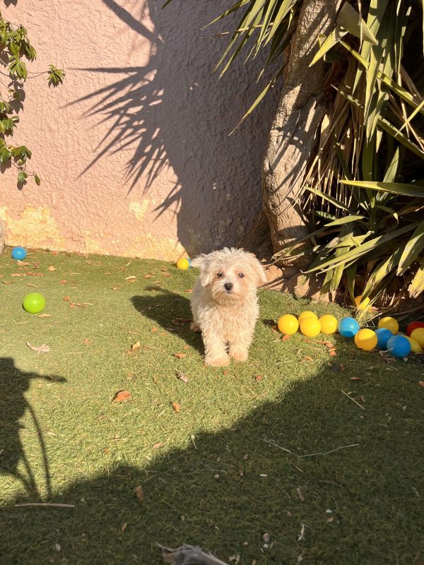 Maltese