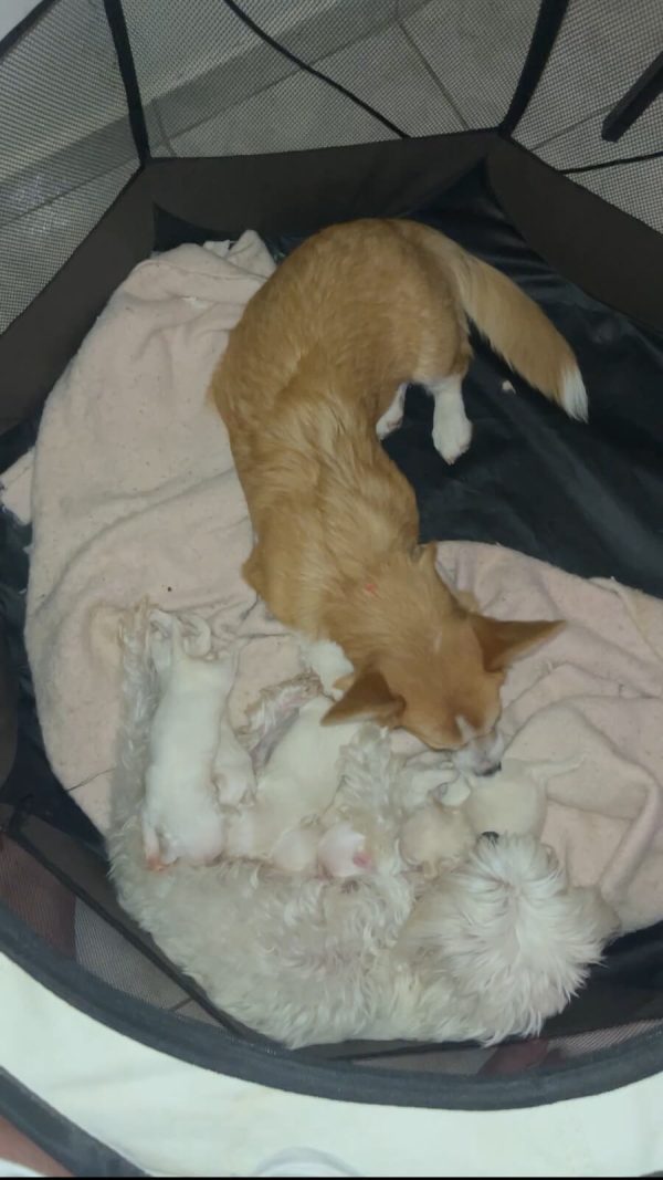 Maltese - BOSS Certified Breeding - Image 5