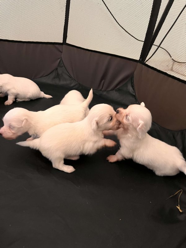 Maltese - BOSS Certified Breeding - Image 2
