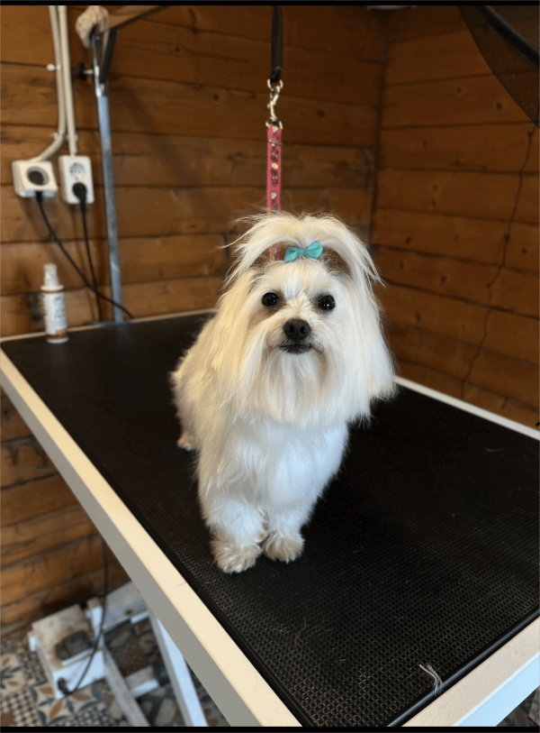 Maltese - BOSS Certified Breeding - Image 9