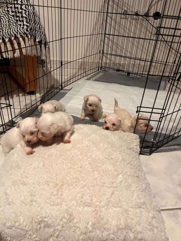 Maltese - BOSS Certified Breeding - Image 3