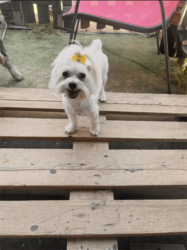 Maltese - BOSS Certified Breeding - Image 10