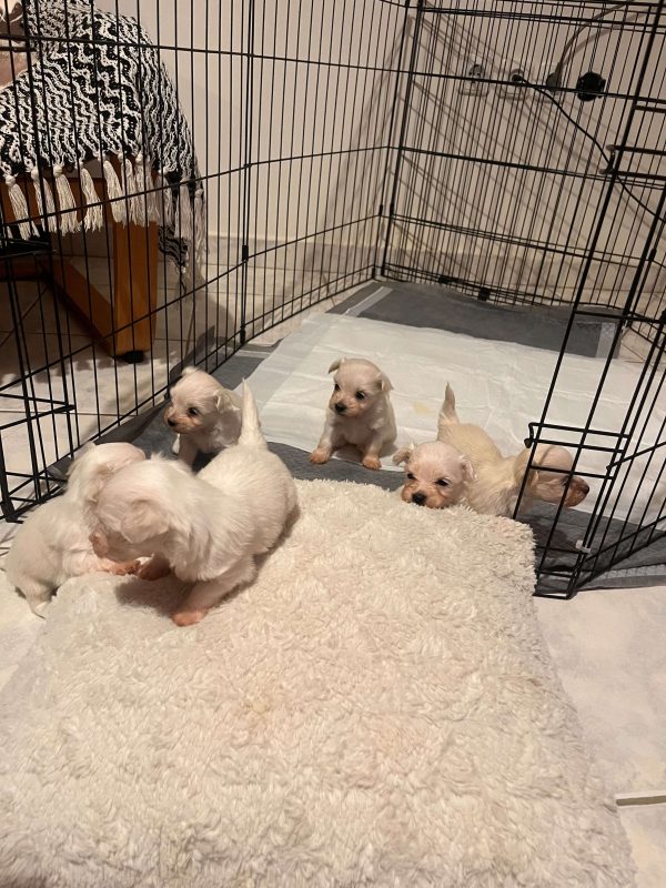 Maltese - BOSS Certified Breeding