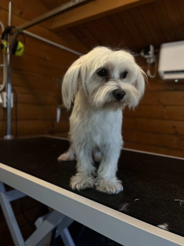 Maltese - BOSS Certified Breeding - Image 6