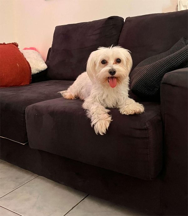 Maltese - BOSS Certified Breeding - Image 8