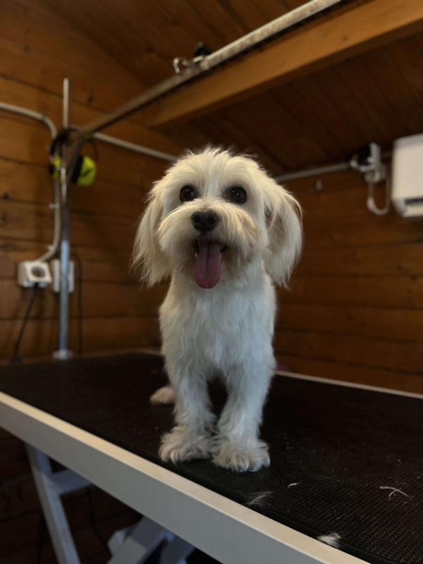 Maltese - BOSS Certified Breeding - Image 7