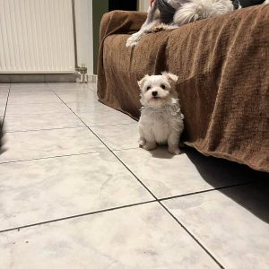 Maltese Ελληνικής Εκτροφής