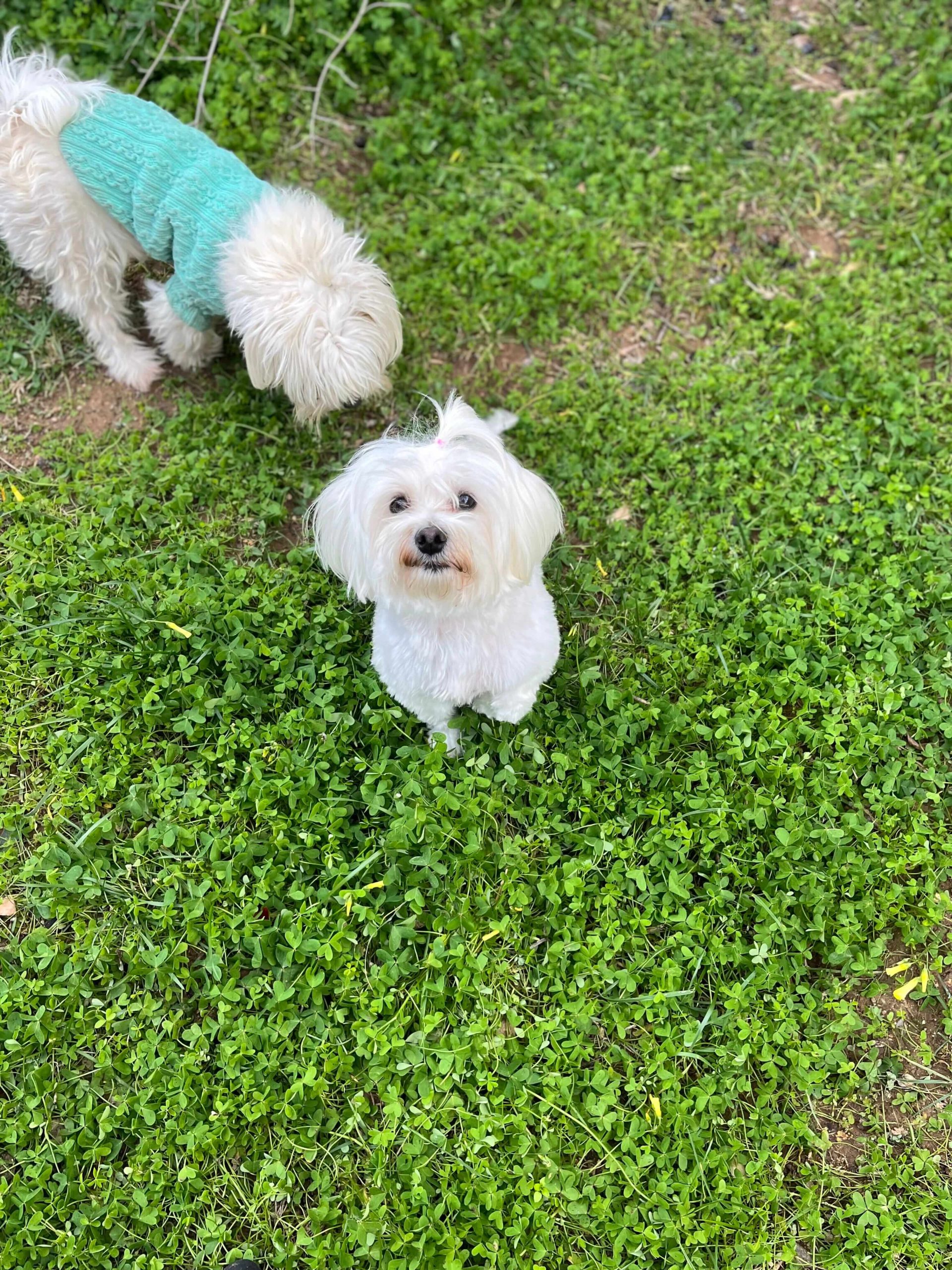 Maltese Ελληνικής Εκτροφής - Image 3