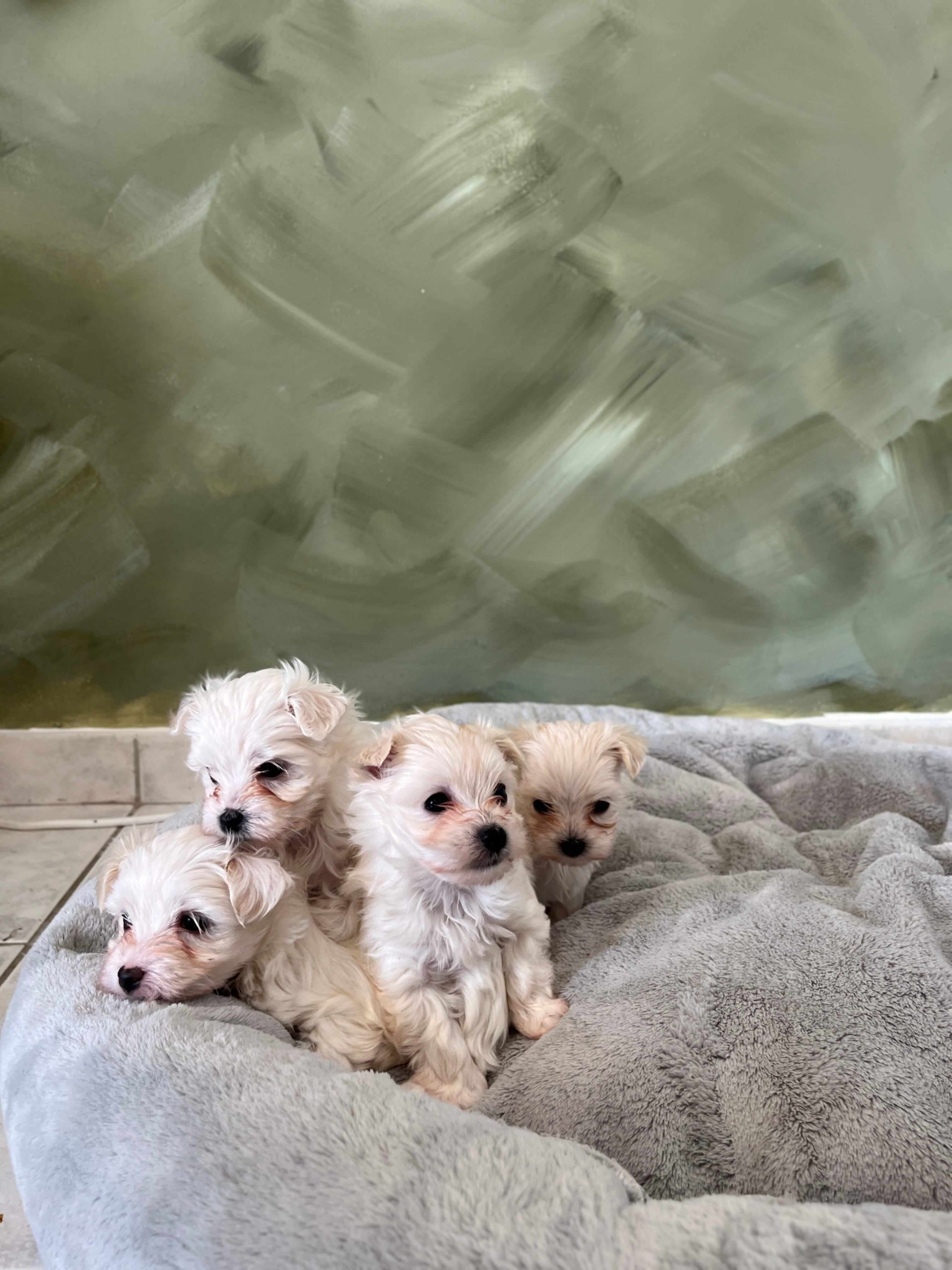 Maltese Ελληνικής Εκτροφής - Image 14