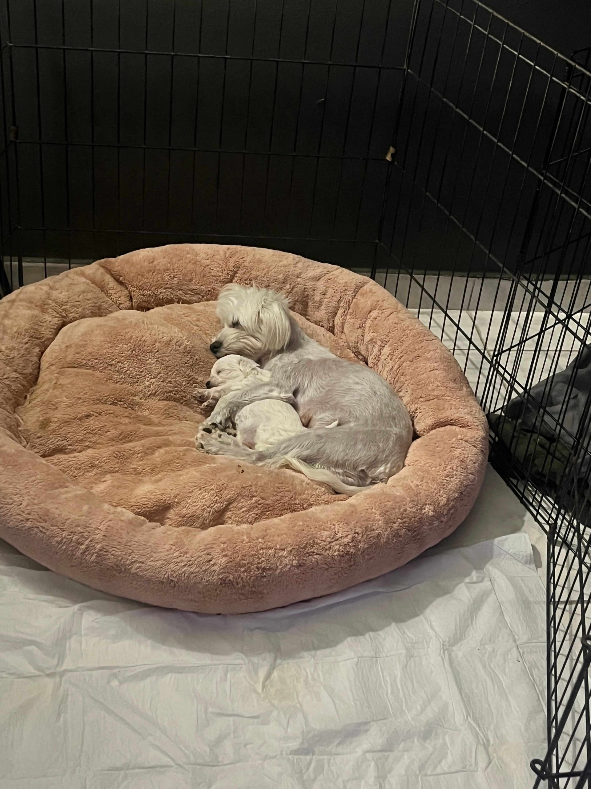 Maltese Ελληνικής Εκτροφής - Image 2