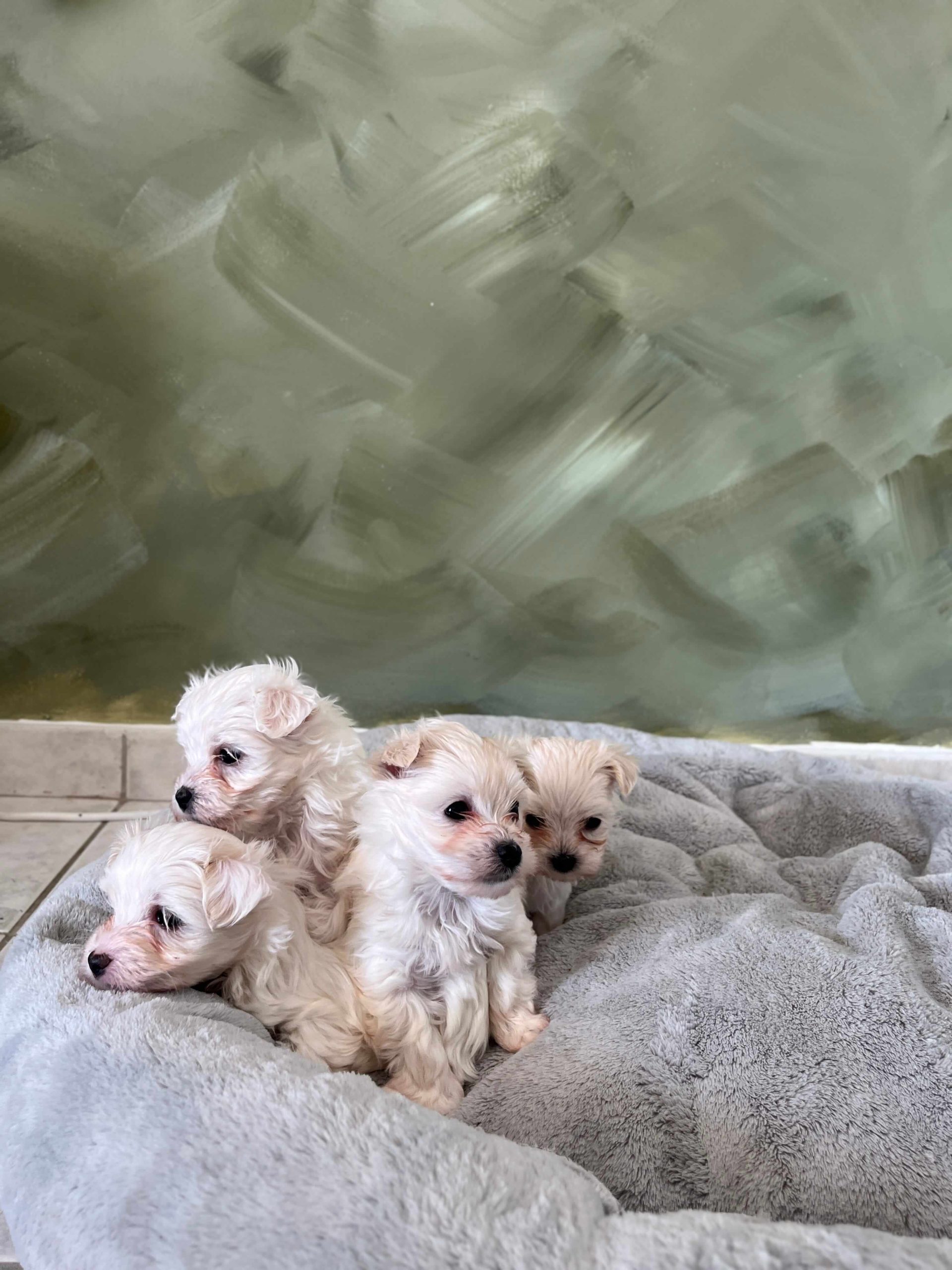 Maltese Ελληνικής Εκτροφής - Image 15