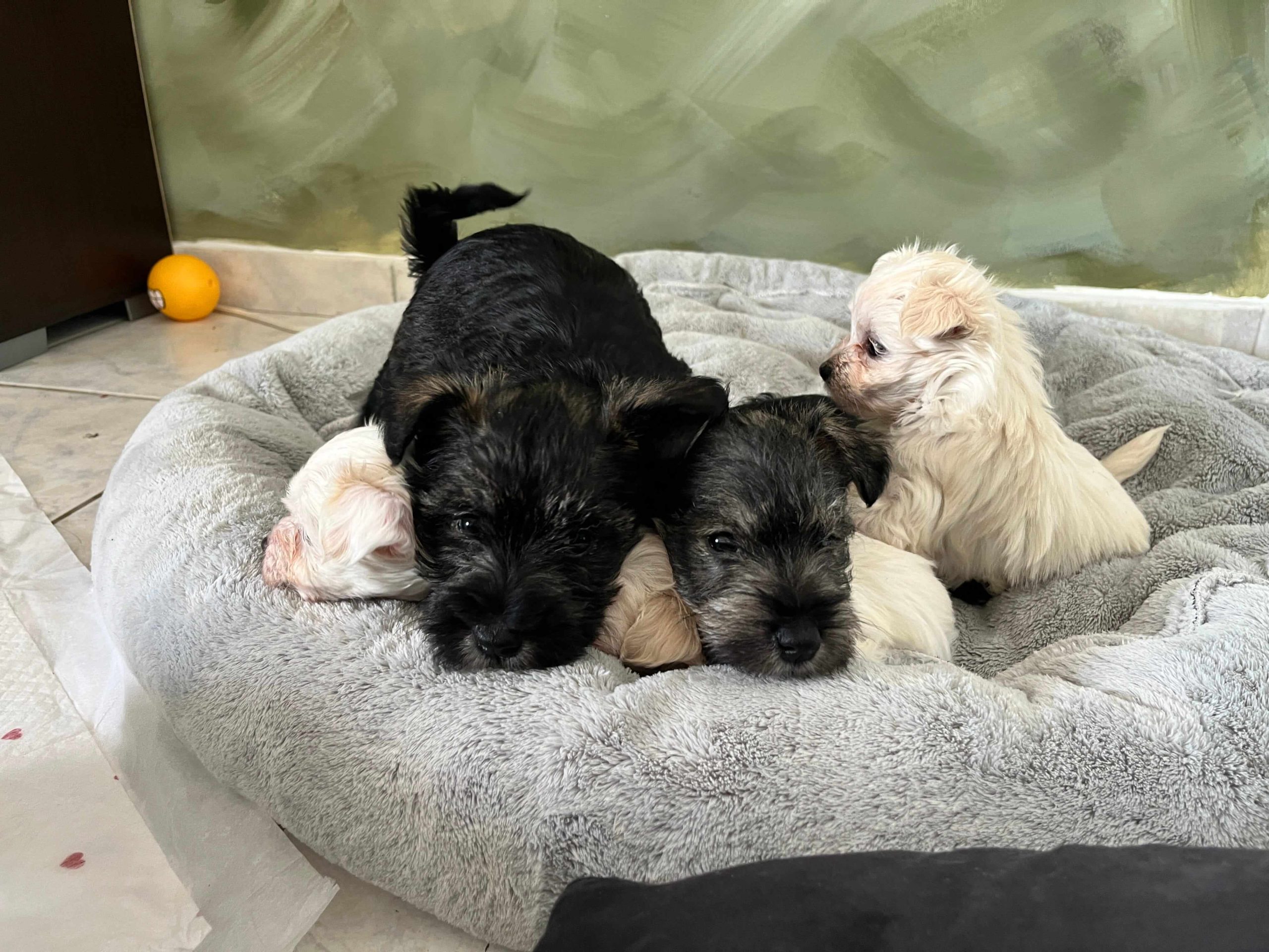 Maltese Ελληνικής Εκτροφής - Image 16