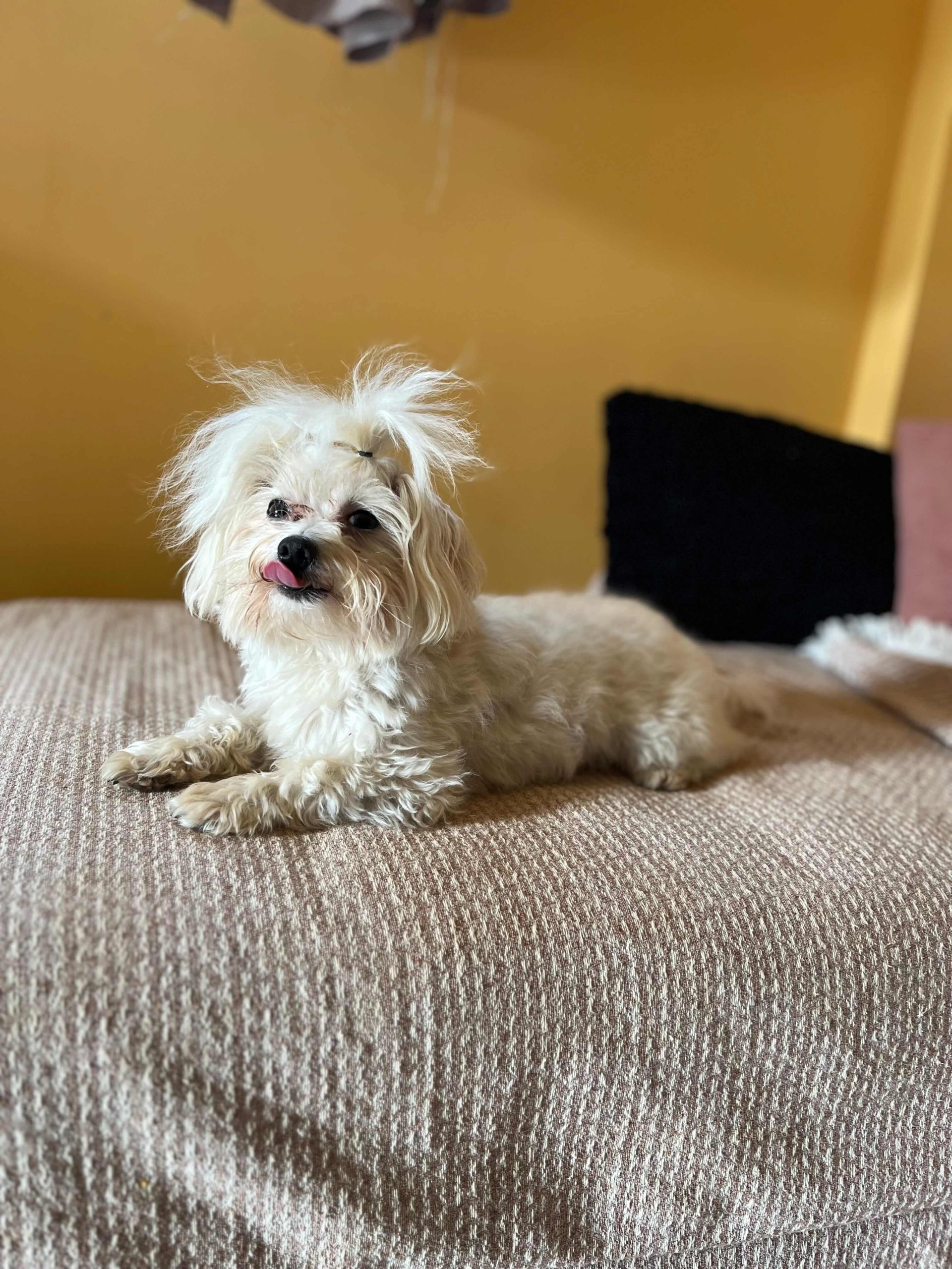 Maltese Ελληνικής Εκτροφής - Image 5