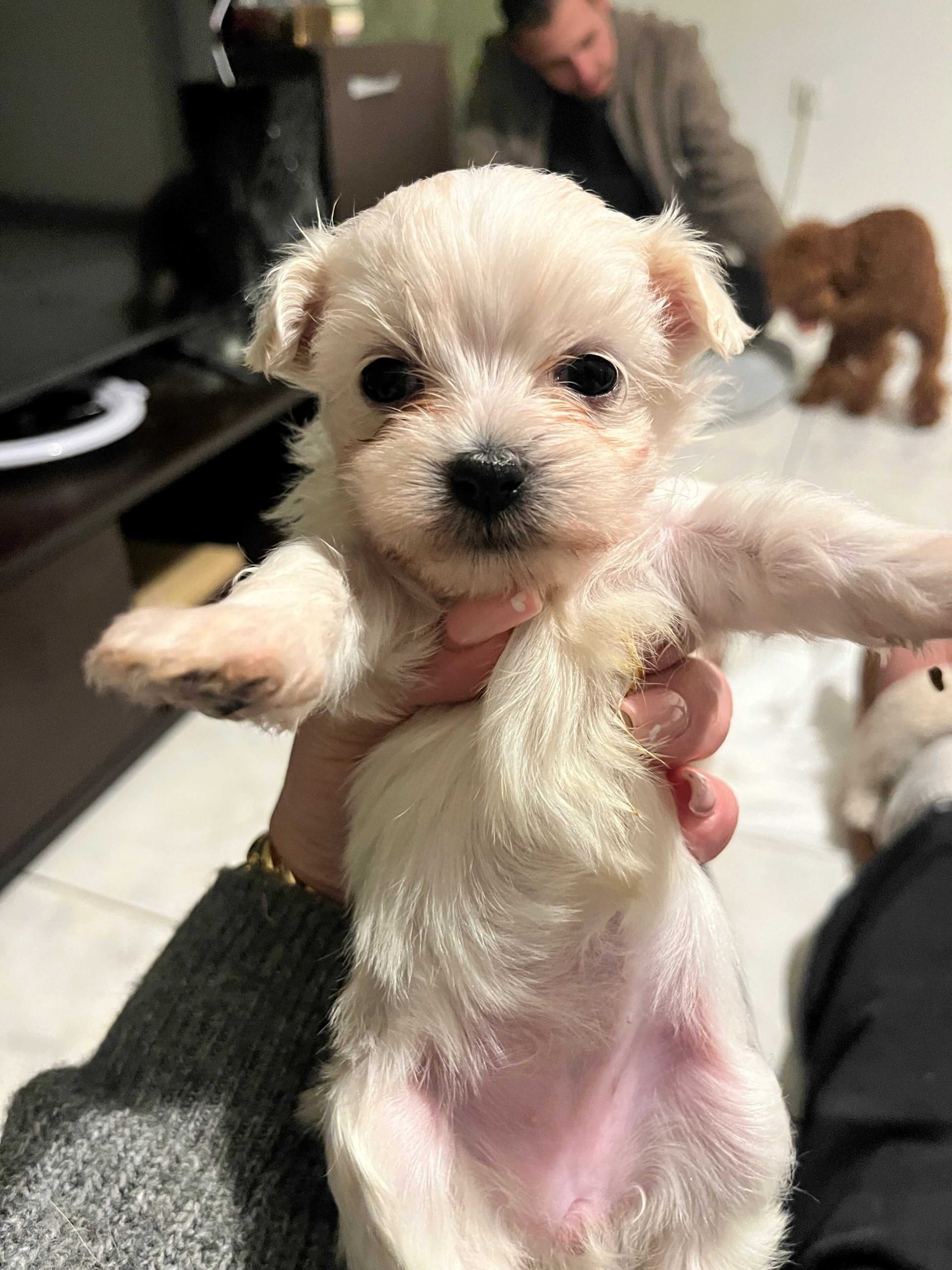 Maltese Ελληνικής Εκτροφής - Image 4