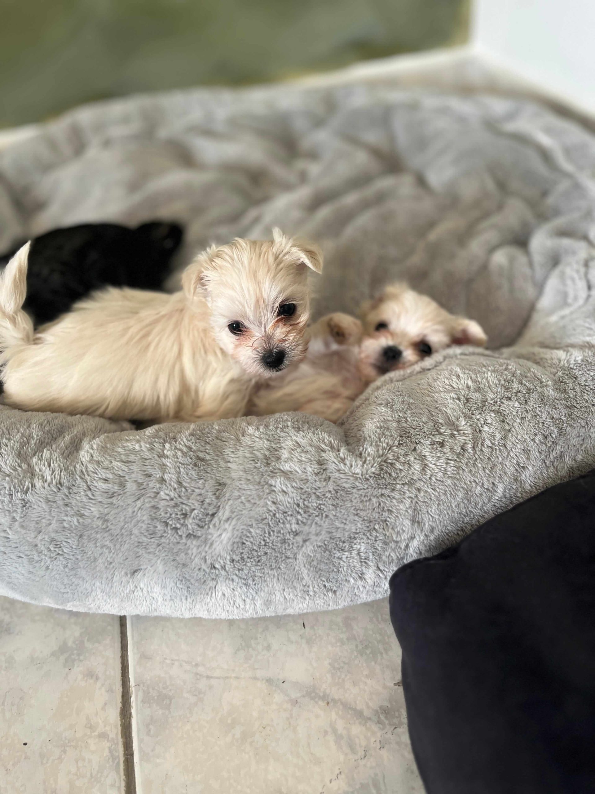 Maltese Ελληνικής Εκτροφής - Image 6