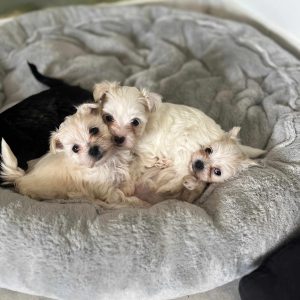 Maltese Ελληνικής Εκτροφής