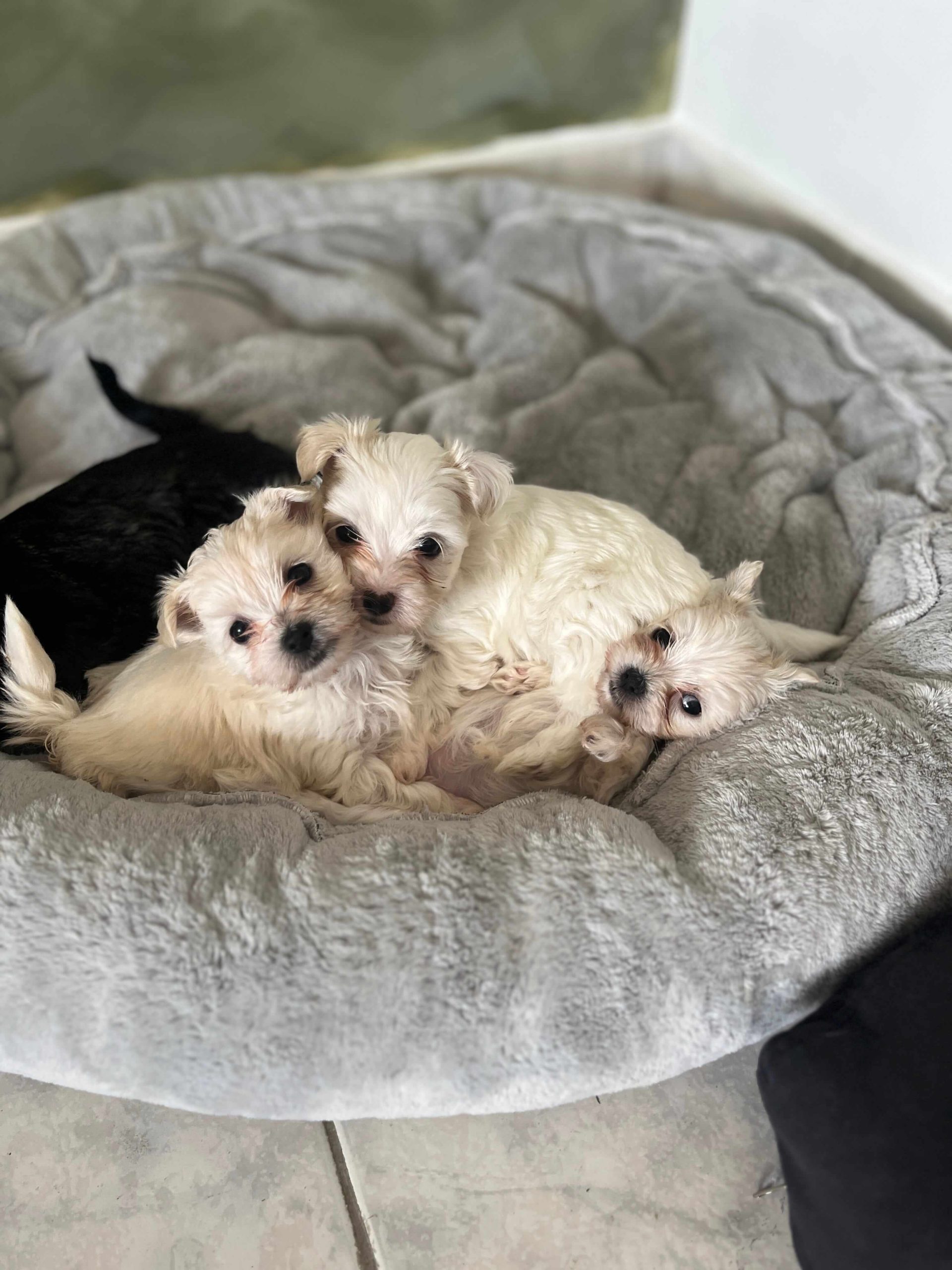 Maltese Ελληνικής Εκτροφής