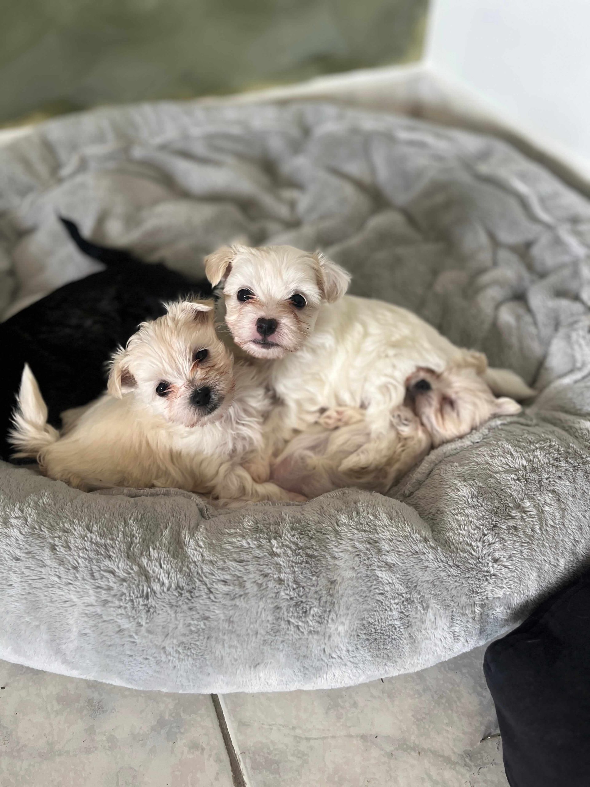 Maltese Ελληνικής Εκτροφής - Image 8