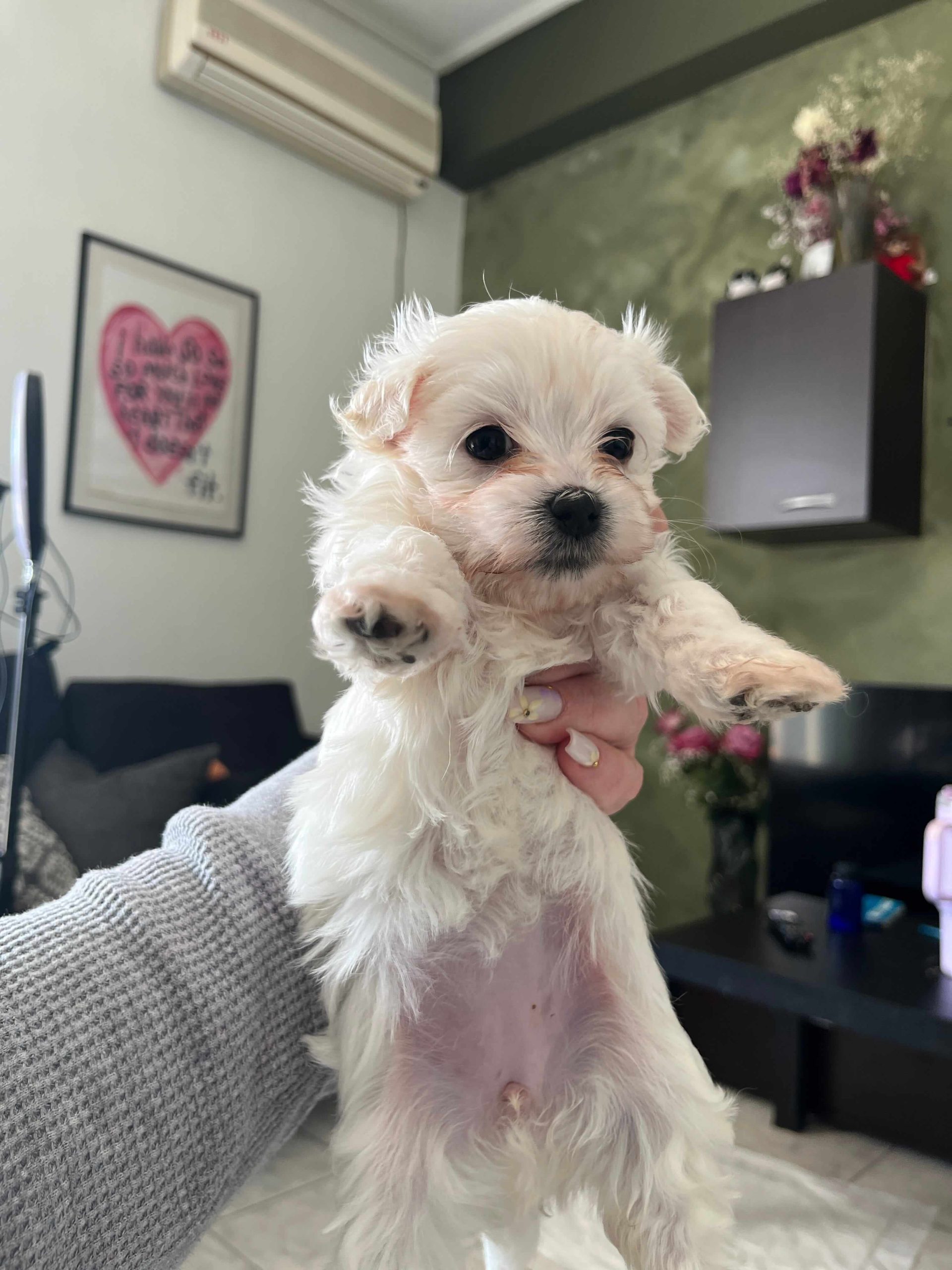 Maltese Ελληνικής Εκτροφής - Image 9