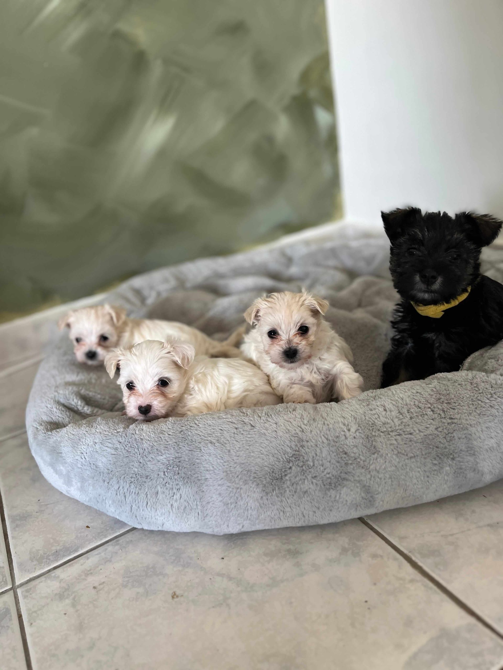 Maltese Ελληνικής Εκτροφής - Image 10