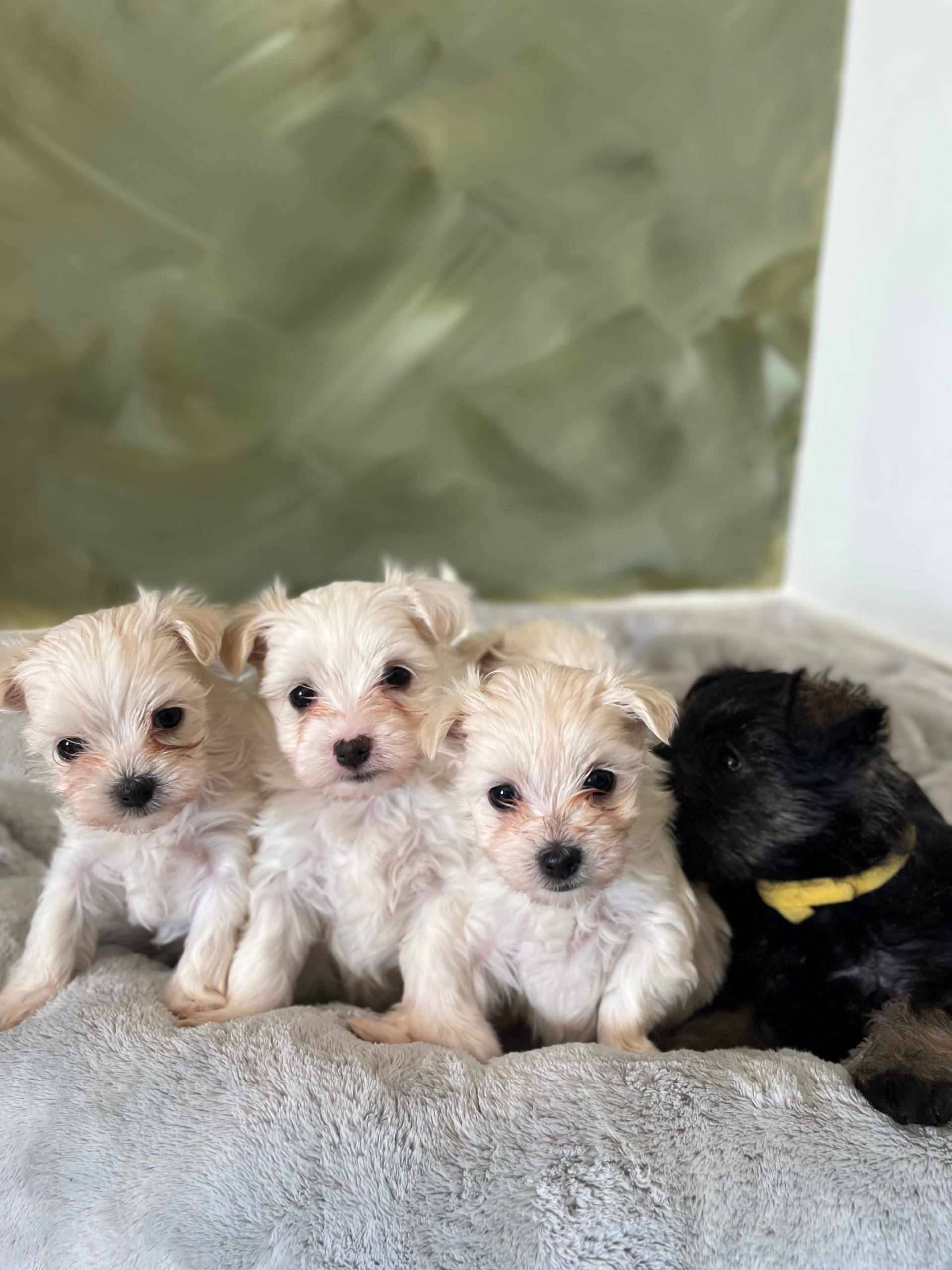 Maltese Ελληνικής Εκτροφής - Image 11