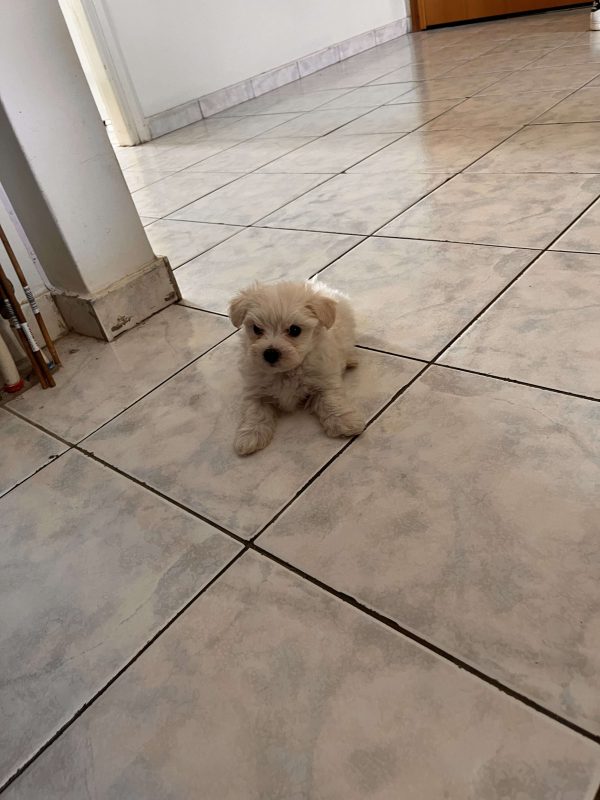 Ελληνικής Εκτροφής Maltese