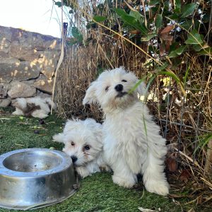 Maltese