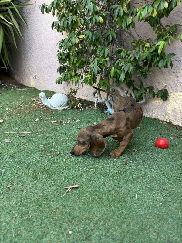 Dachshund - Teckel - Λουκάνικο - Image 2