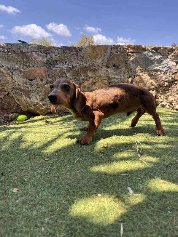 Dachshund - Teckel - Λουκάνικο - Image 3