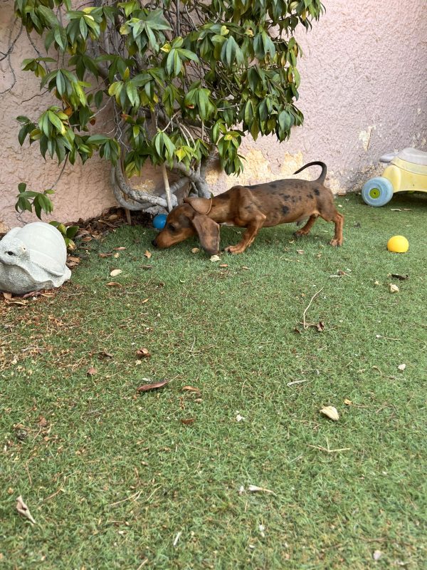 Dachshund - Teckel - Λουκάνικο - Image 4