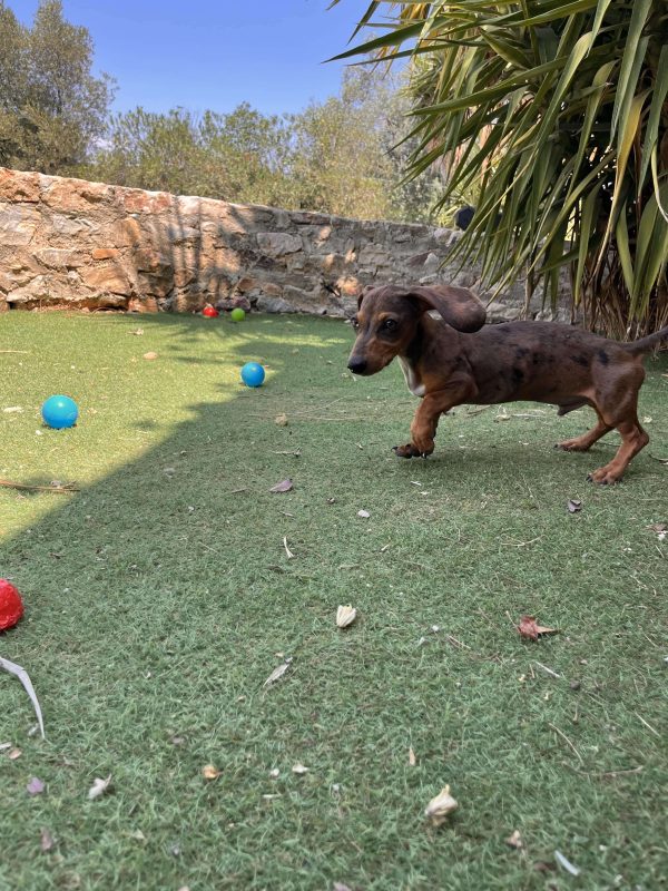 Dachshund - Teckel - Λουκάνικο - Image 5