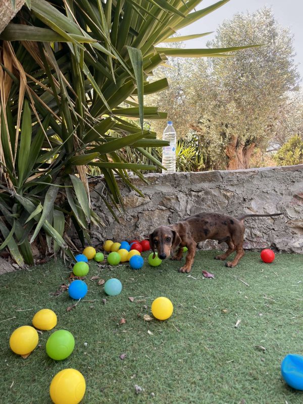Dachshund - Teckel - Λουκάνικο - Image 7