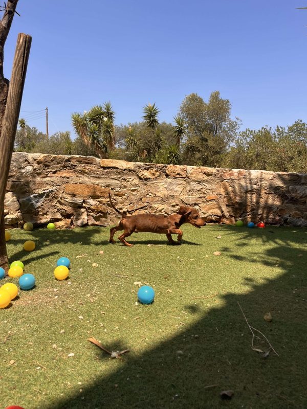Dachshund - Teckel - Λουκάνικο - Image 8
