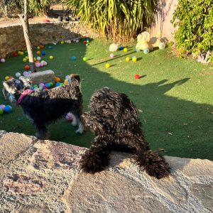 Mini Black Poodle