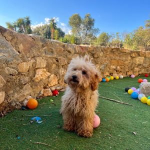 Mini Light Apricot Poodle