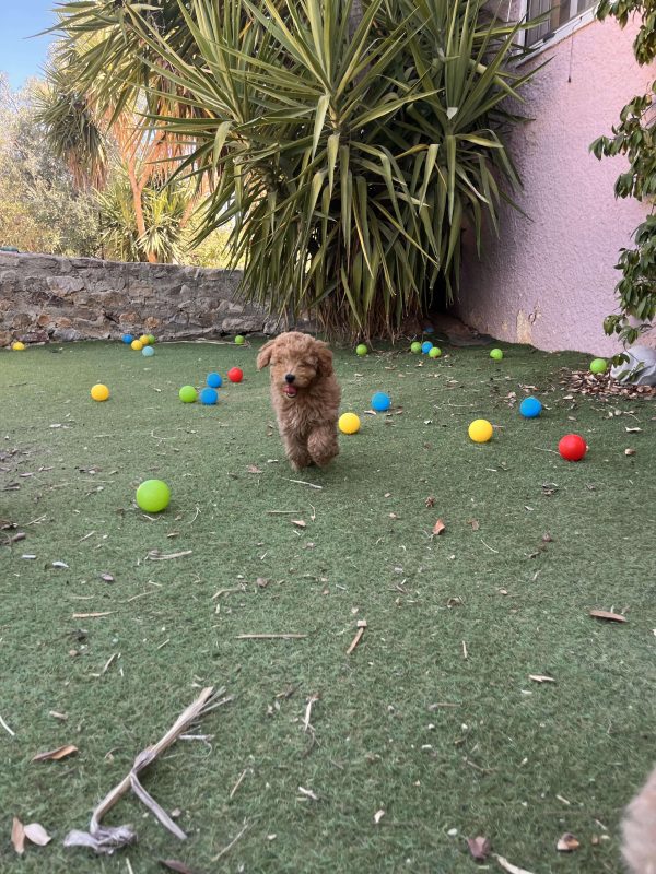 Mini Apricot Poodle - Image 5