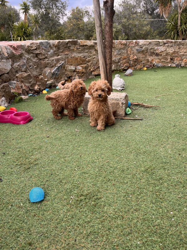 Mini Apricot Poodle - Image 13