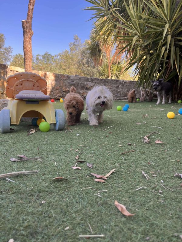 Mini Apricot Poodle - Image 10