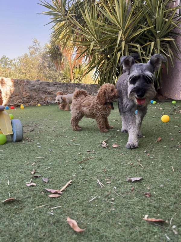 Mini Apricot Poodle - Image 11