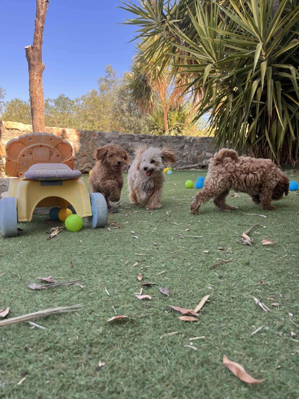Mini Apricot Poodle