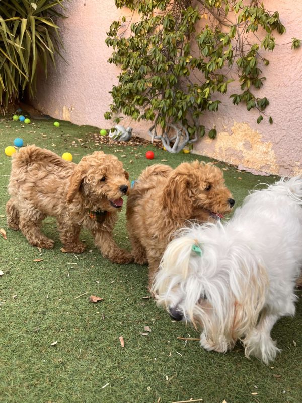 Mini Apricot Poodle - Image 12
